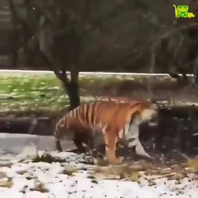 Котик