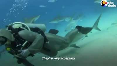 Cristina Zenato, a woman who goes subs diving with chainmail armour to help sharks get hooks out of their mouth