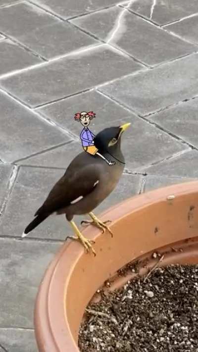 My mate Boris got a new bird