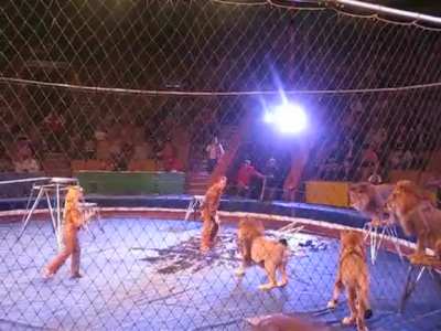 I feel like this is inevitable when you try and force wild animals to preform