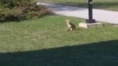 Kit Pounce