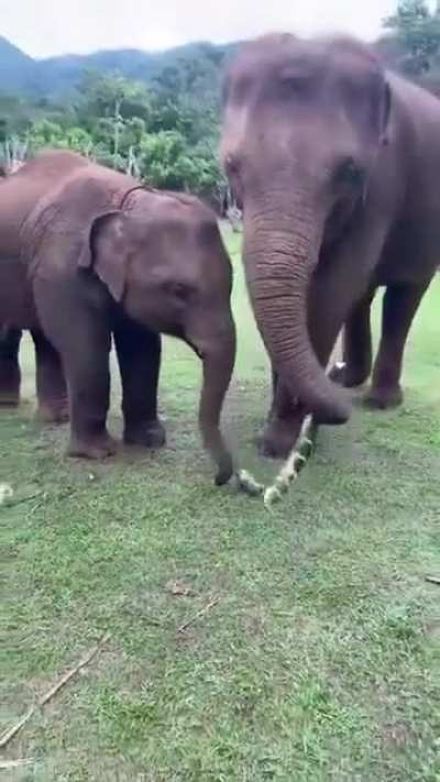 Father shares sugar cane with his child