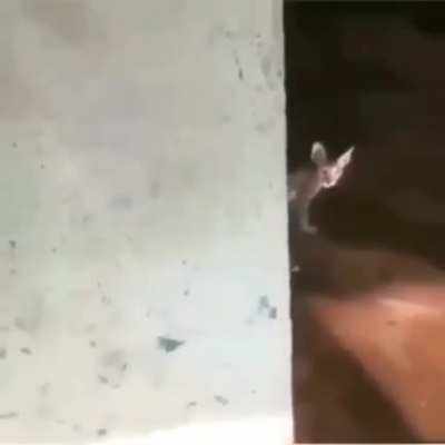 nigga cat