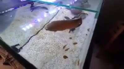 Posting mosolinni the fish until I get reddit gold day 3