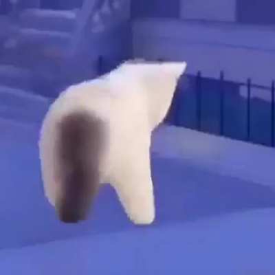 🐈