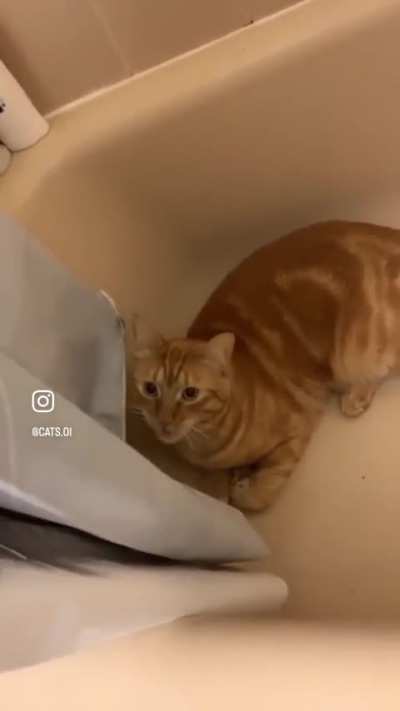 It’s always the orange cats 