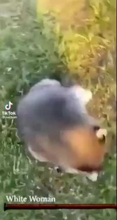 racoon souls