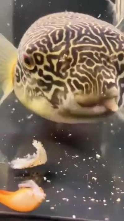 wtf