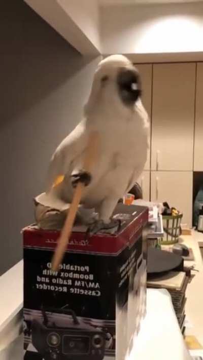 This funny cockatoo