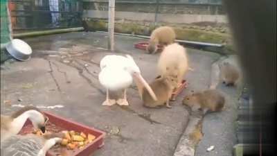 Pelican trying to eat a Capybara