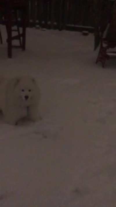 Milo enjoying snow at night