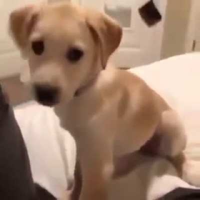 You think this is funny hooman