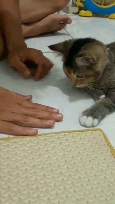 Try it with your cat…