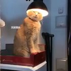 Curvei-se diante do sábio felino