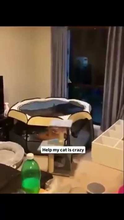 ifunny cat video