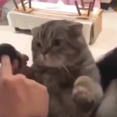 Gato teléfono