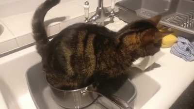 My cat is broken