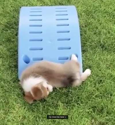Full Shrim-pup