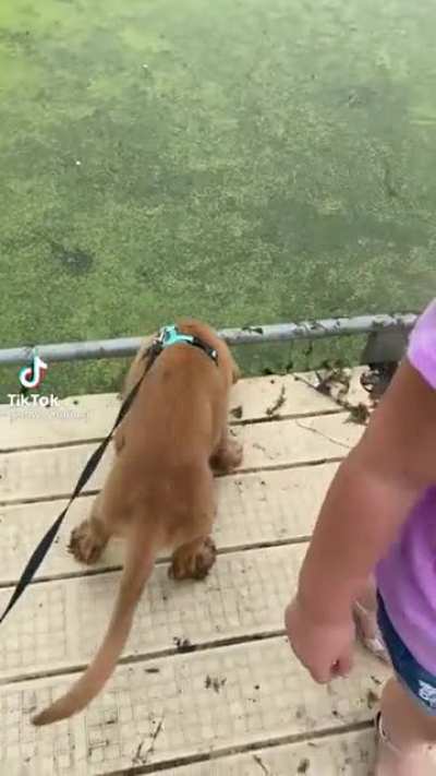 Poor dog.