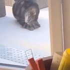 Birb cat