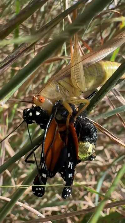 grasshopper eating brand new monarch