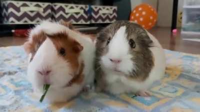 Sharing their food..so cute