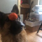 Zara showing off her steady trick, Autumn had to come in and ruin it