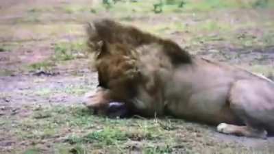 Lion brutally cripples a hyena cub