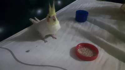 MI NUEVA NINFA ESTÁ ASI