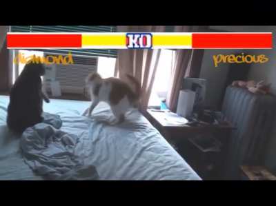 Street Fighter Cats Edition