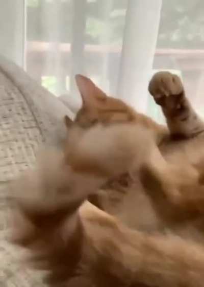 Just cat being dumb