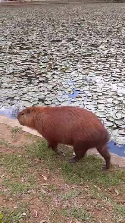 Capybara out for a lakeside stroll