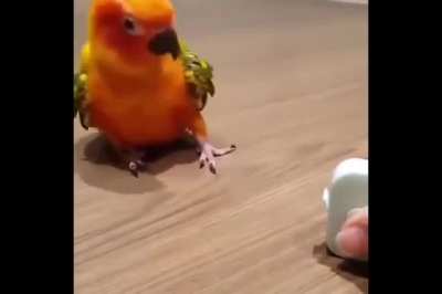 Nom nom no!