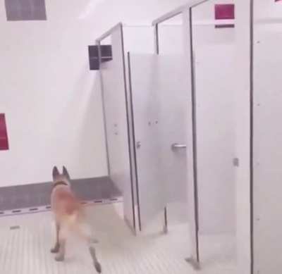 Doge Repost: u/lucaslclc