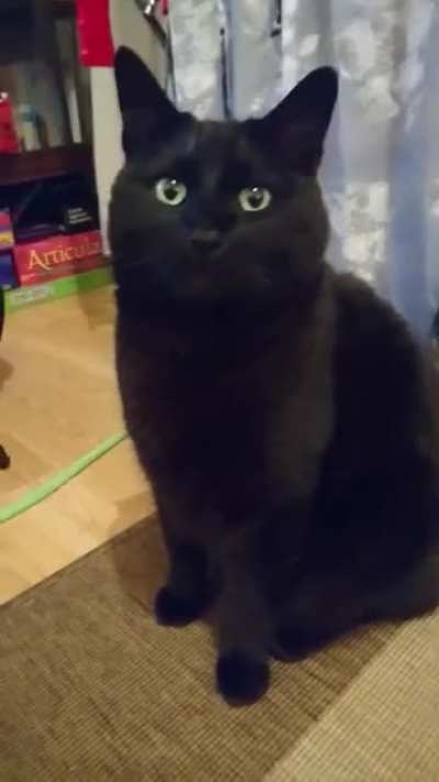 Big boy cat with the tiniest meow