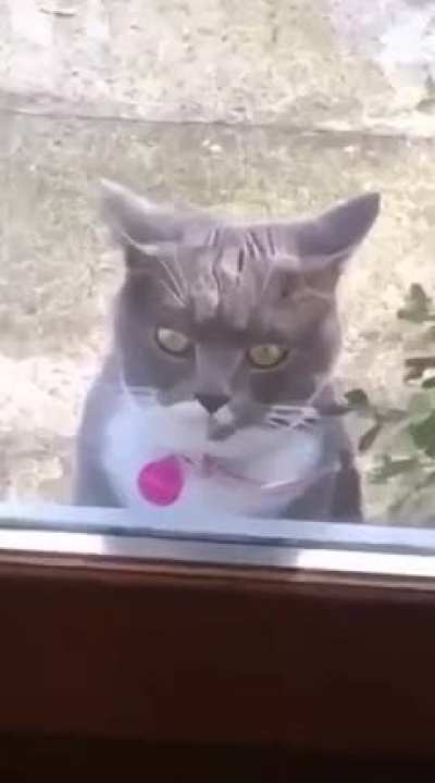 Let Me In Hooman!
