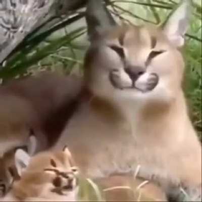 Floprule