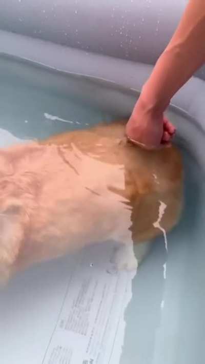 Corgi butts can float.