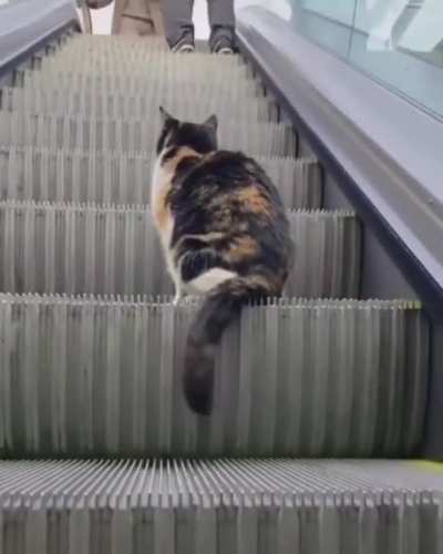 Meow_irl