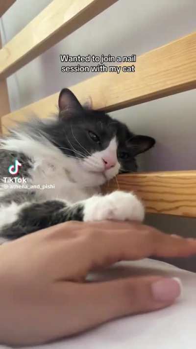The chop hoe deterrent cat when someone who hates male character mains tries to join Gacha Queens City, Floptropica