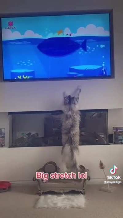 Baby Shark