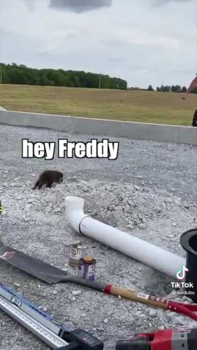 Helpful trash panda
