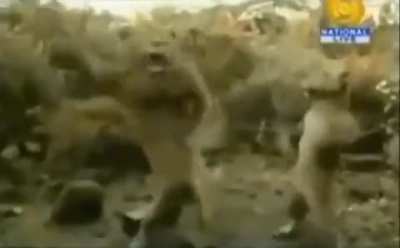 Furro
