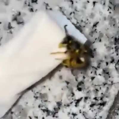 🦗😵‍💫😵‍💫