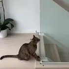 Cat slipping on glass.