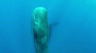 Deep Sea Monoliths aka sleeping sperm whales