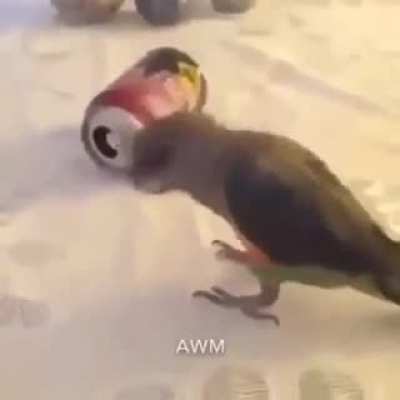 Moldy music birb