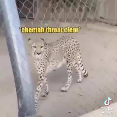 what the dog doin