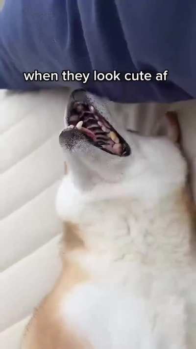 Cute wunk