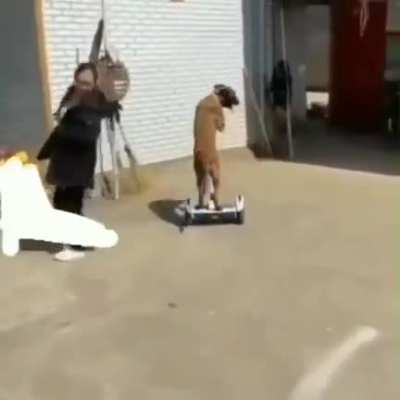 sports dog
